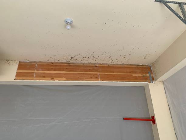 Reliable Hazleton, PA Mold Removal Solutions